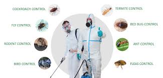The Importance of Routine Pest Control in Sydney